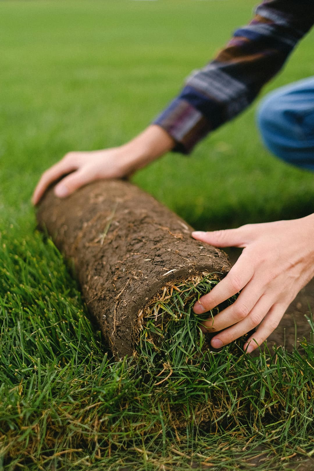 Sod Replacement